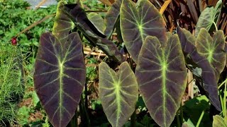 20 Plant With Heart Shaped Leaves Heart Shaped Leaf