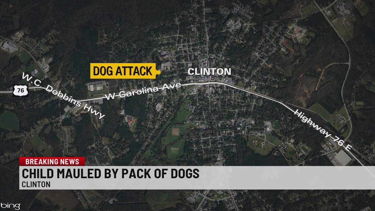 11-year-old-mauled-by-dogs-at-clinton-bus-stop-youtube