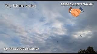 sp Aku super ampuh menarik keloni walet