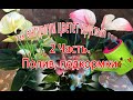 Как заставить цвести антуриум круглый год. Часть 2