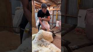 Shearing 150kg suffolk ram with tips for shearing. #shearing #satisfying #wool #sheep