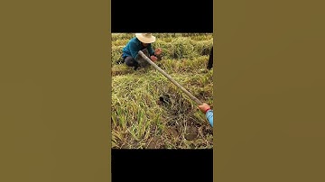 Đào hang chuột khủng , con chuột màu đen giữa đồng ruộng #shorts