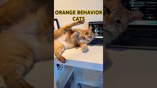 behavior orange cats😳🤣🤣#shorts #cat #funny #orangecat #funnycats #pets