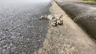 Rescue kittens falling into deep holes exhausted from hunger, thirst and fatigue by Take Me HOME 4,088 views 2 months ago 13 minutes, 30 seconds
