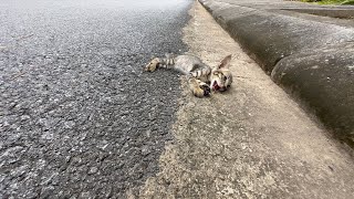 Rescue kittens falling into deep holes exhausted from hunger, thirst and fatigue