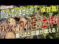 秋ジャガイモの土作り！（失敗しない土作りのコツとポイントを完全解説）夏植えジャガイモの土作りはいつから始めてどうやるの？