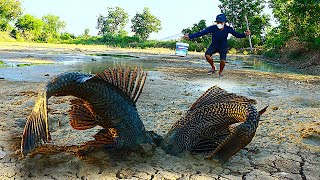 Best Fishing today - A fisher man catch mud fishes under soft ground at Canal meets hard skin fishes