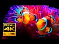 Beautiful Clown Fish Aquarium & Relaxing Music in 4K - Sleep Meditation - 2 hours - UHD Screensaver