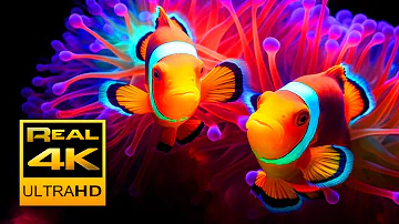 Amazing Clown Fish Aquarium & Relaxing Music in 4K - Sleep Meditation - Relaxing Tv Art Screensaver