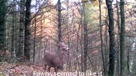Mock scrape w/ licking branch