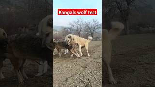 15 YAŞINDAKİ KANGAL KURT TESTİ ( KANGALS DOGS WOLF TESTİNG ) #kangal #wolf #dog