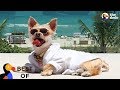 Most Spoiled Animals Living The Good Life Compilation | The Dodo Best Of