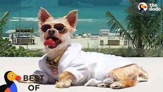 Most Spoiled Animals Living The Good Life Compilation | The Dodo Best Of