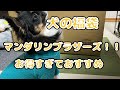 【犬の福袋】マンダリンブラザーズのハッピーバッグ開封【最高でした！！】