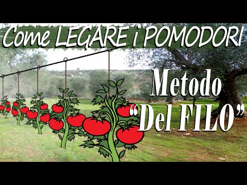 Video: Come legare i pomodori in una serra: consigli per i giardinieri