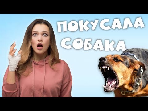 МЕНЯ ПОКУСАЛА СОБАКА!!! |  ЧЕМ ЭТО ОПАСНО? ЧТО ДЕЛАТЬ , ЕСЛИ УКУСИЛА СОБАКА?