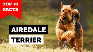 Airedale Terrier  Top 10 Facts