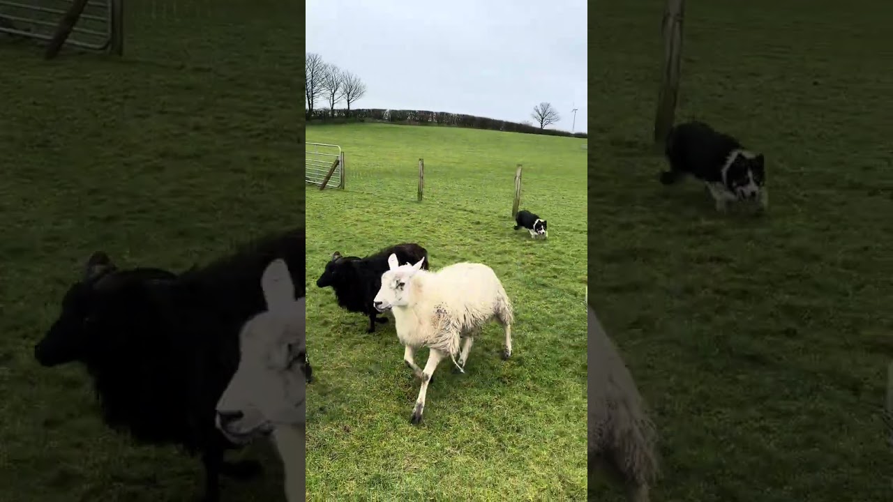 Top tip today... Outruns 👉 #sheepdog #bordercollie #dogtraining