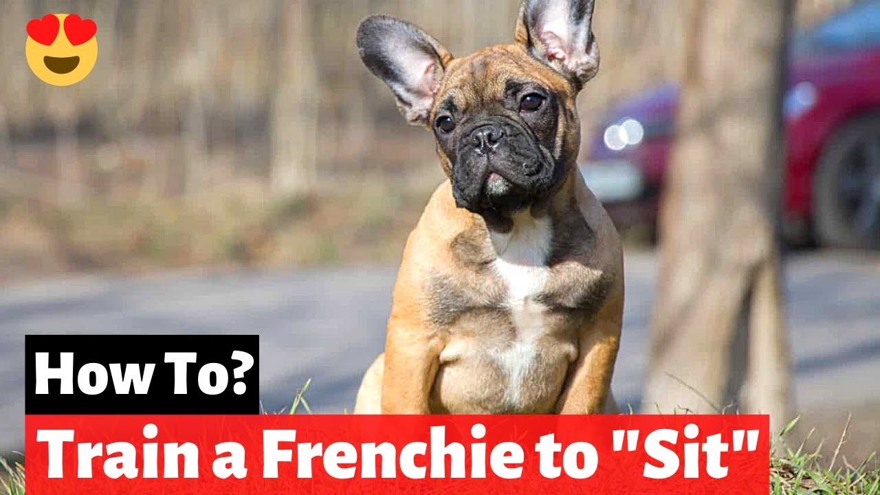 How to Train a French Bulldog to "Sit" on Command? Easy yet Effective
