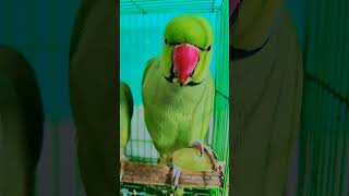 #maintota #kahaniya #videoforkids #gaane #balgeet #rhyme #hindibalgeet #banglarhyme #poems