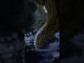 How a star fish moves #starfish