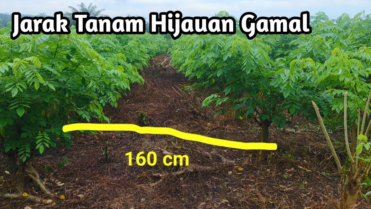 Hijauan Gamal dan Jarak Tanam