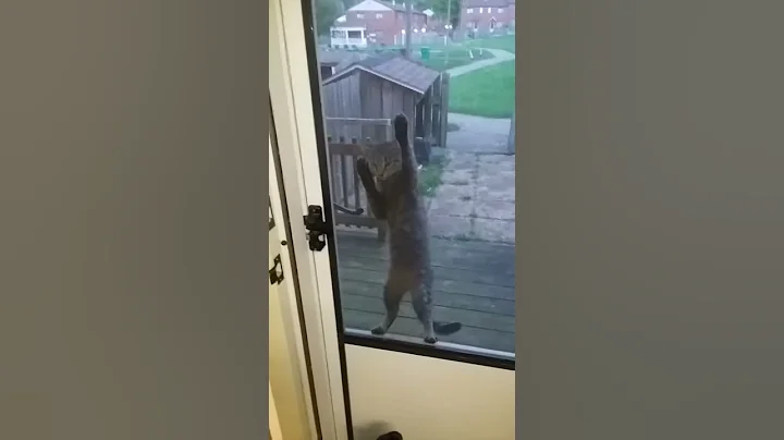 LET ME IN HUMAN!!!