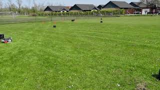 Jagt Terrier Prøver Coursing