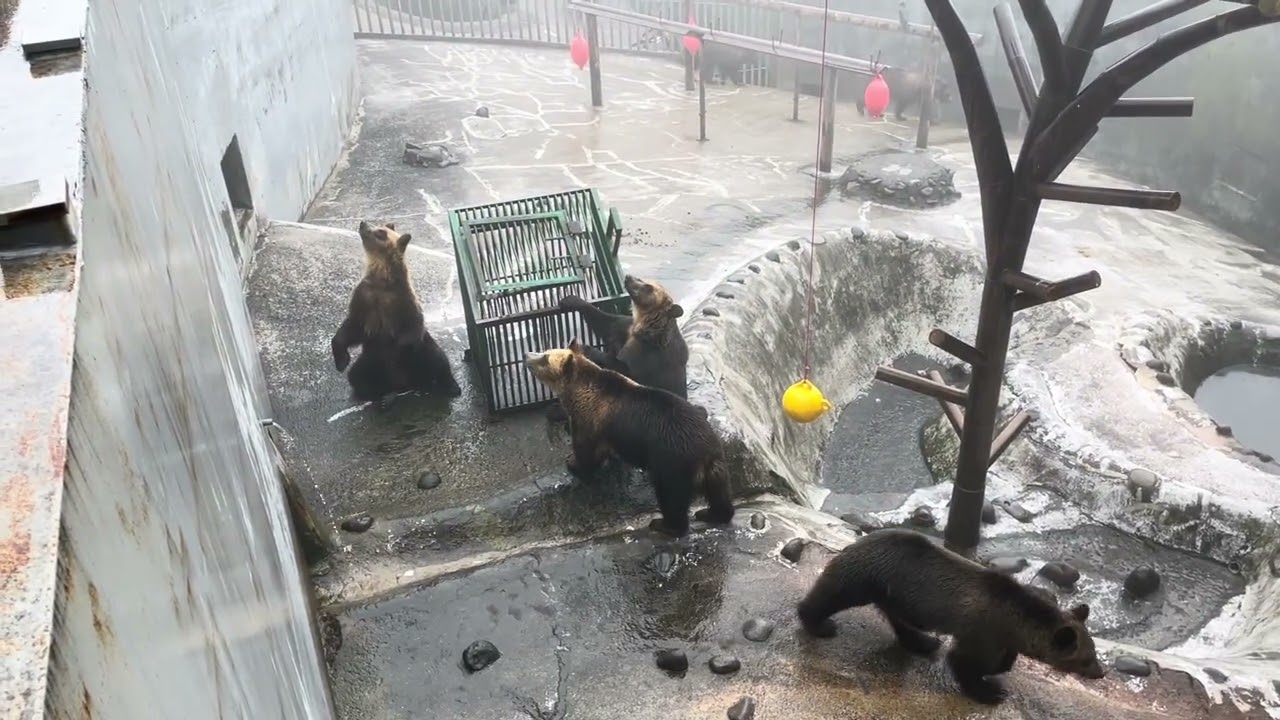 のぼりべつクマ牧場 - YouTube