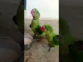 Baby Parrot Morning Feeding Time Video 