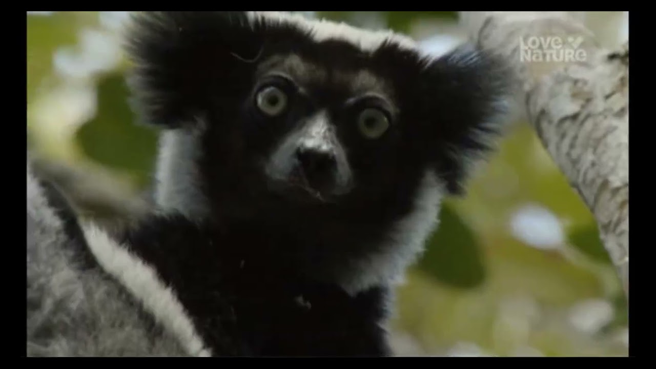 DE LA MAÑANA AL ANOCHECER MADAGASCAR CAMALEONES Y LEMURES