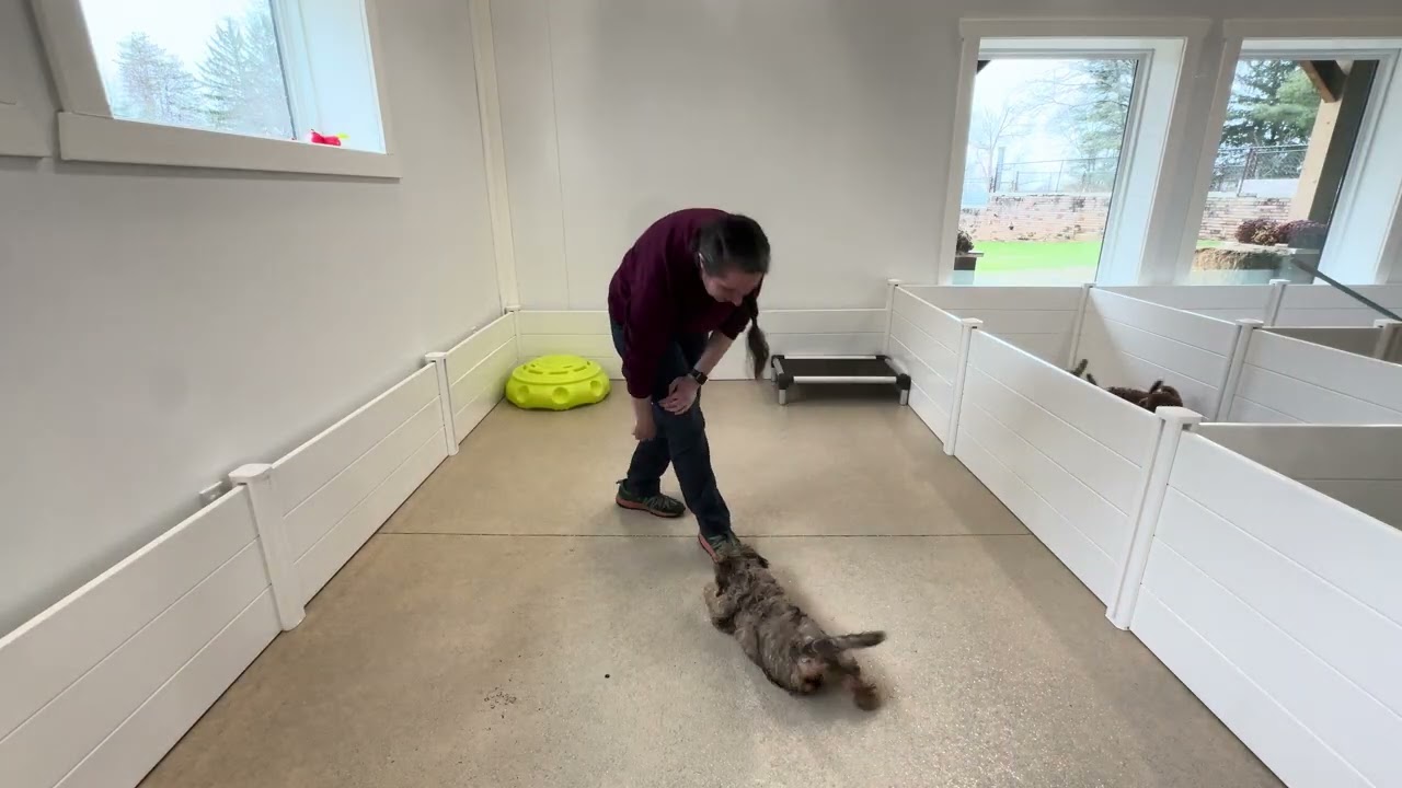 Rocco Play Session 03/05