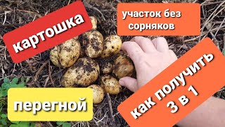 Выращивание картошки без земли/  3 в 1- картошка, чистый участок без сорняков и перегной/
