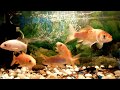 My Childhood Aquarium