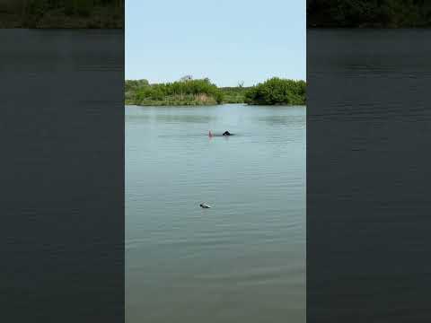 Это шедевр✅ #hunting #labrador #лесной #кабан #собака #animals #рыбалка #puppy #васька