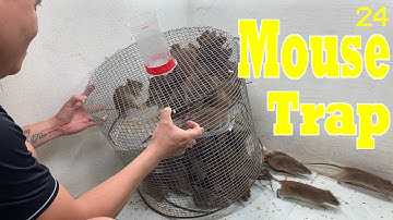 Homemade mouse trap | Beautiful and interesting mousetrap video. Mouse traps are not harmful to mice