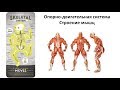 5.3 Опорно-двигательная - мышцы  (8 класс) - биология, подготовка к ЕГЭ и ОГЭ 2019