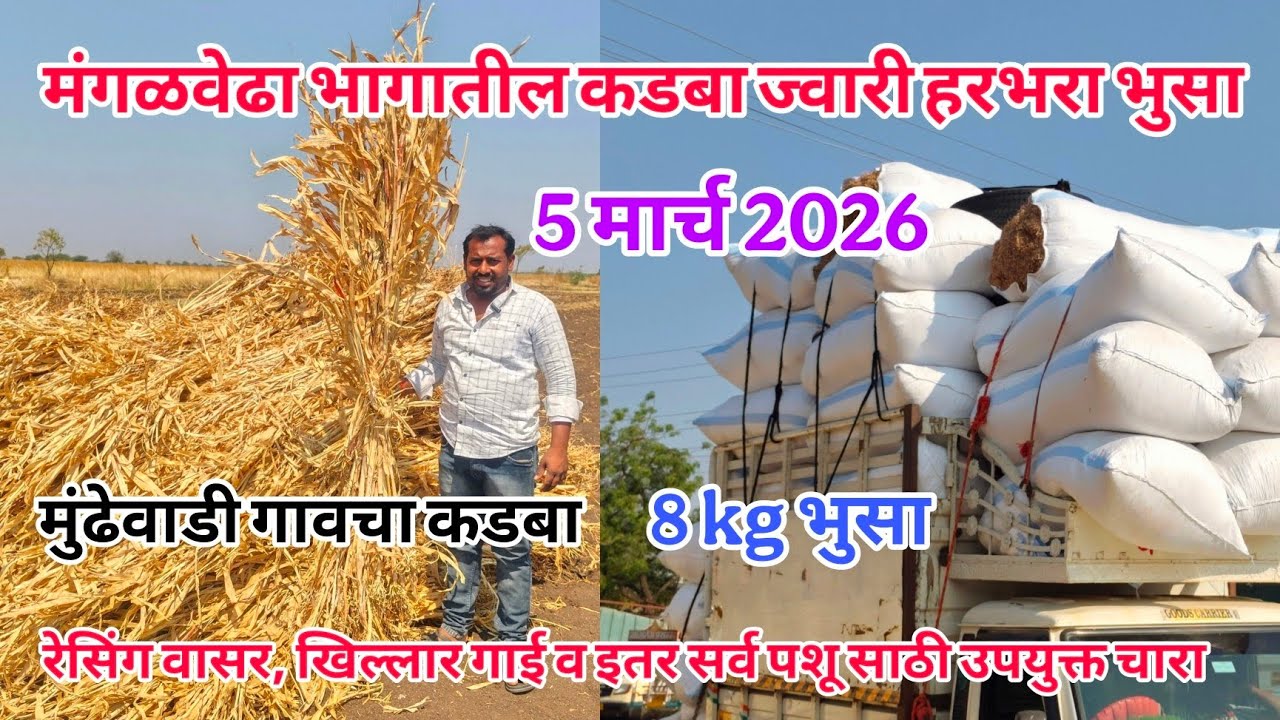 मंगळवेढा मुंढेवाडी भागांतील कडबा , ज्वारी व हरबरा भुसा दर #sangola_bazar #कडबा_चारा #भुसा #तूर 