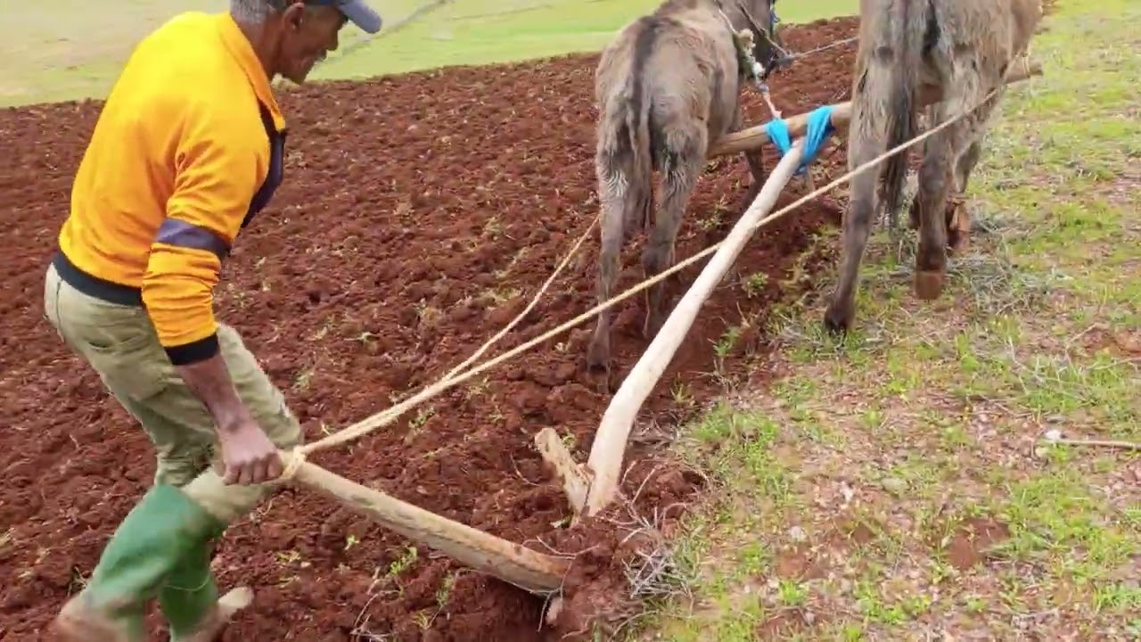 مسيو لوكيلتيفاتور كيوجد للحريرة عاود...وقت الزريعة ديال الحمص.سويفي موا.