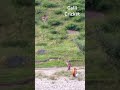 Galii cricket #song #bollywood #music #movie #duet #nature #kashmiribeauty