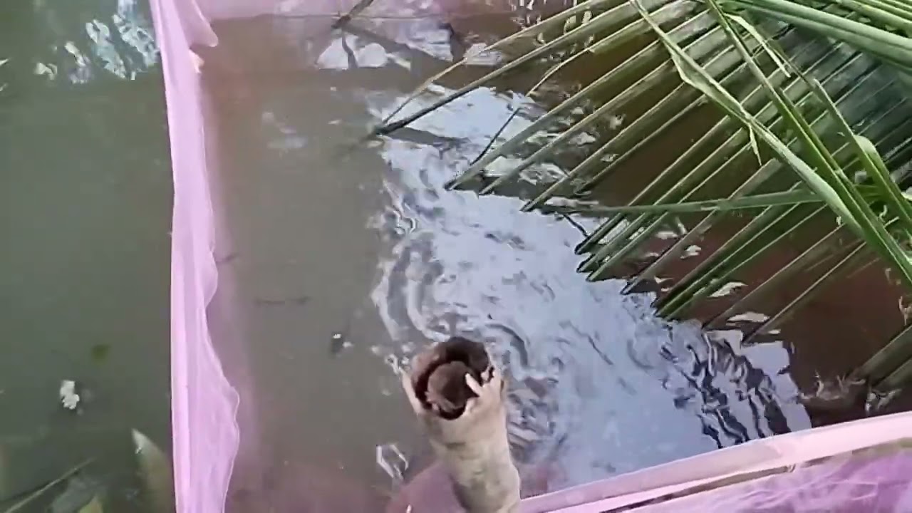 Good morning luto na ang ating sinaing hito and native chicken feeding at sopas cooking