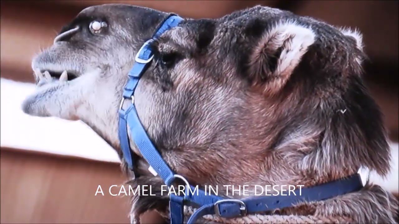 AUSTRALIA IN THE RED CENTRE                   IIII   BILLY B