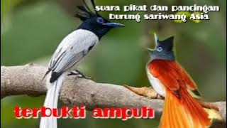 suara pikat burung sariwang Asia MP3 terjitu