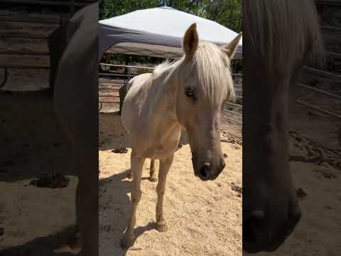 Βίντεο: Selle Français Άλογο