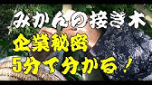 カンキツ類の接木方法 Youtube
