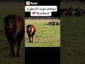 لحظه موت اسد سكار فاس 😭