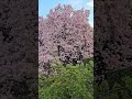 A Moment of Spring: Magnolia Reveal Shot on Samsung Galaxy