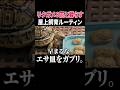リクガメ屋上飼育ルーティン｜リクガメ８匹と植物に囲まれて暮らす