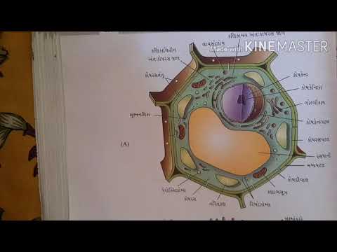 11th Bio.Guj.medium revision video(ch.-4,8,10)