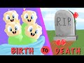 Birth to death of quadruplets  roblox brookhaven rp 